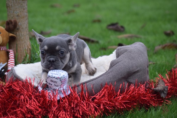 Franse bulldog (teef) 30432