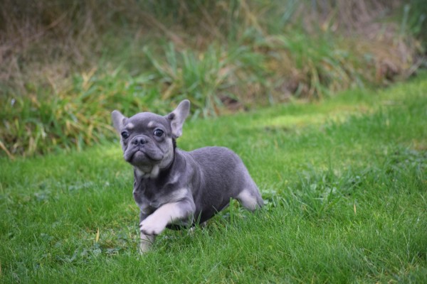 Franse bulldog (teef) 30432