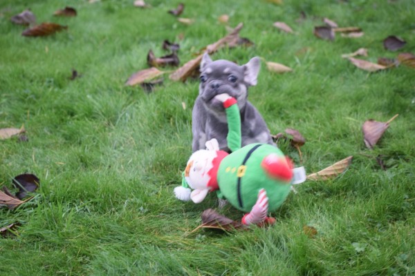 Franse bulldog (teef) 30432