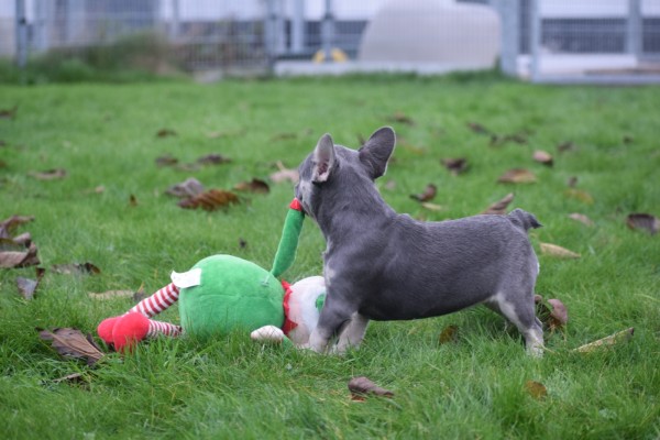 Franse bulldog (teef) 30432