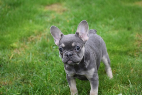 Franse bulldog (teef) 30432