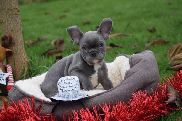 Franse bulldog (reu) 30434