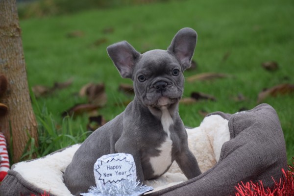 Franse bulldog (reu) 30434