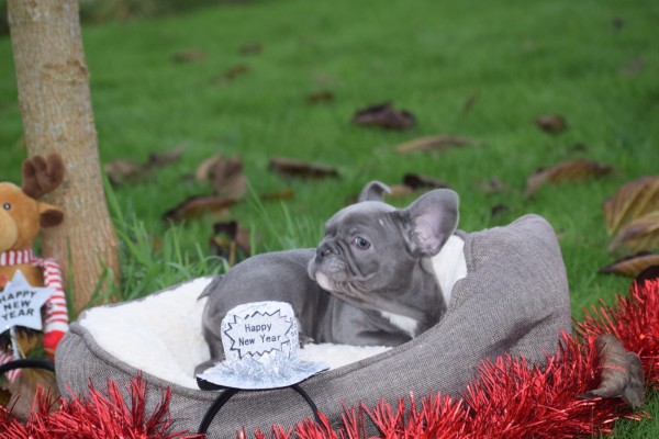 Franse bulldog (reu) 30434