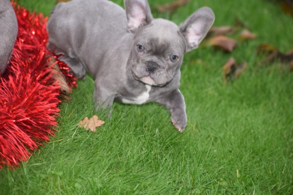 Franse bulldog (reu) 30434