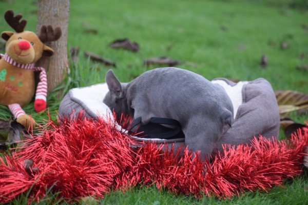 Franse bulldog (reu) 30434