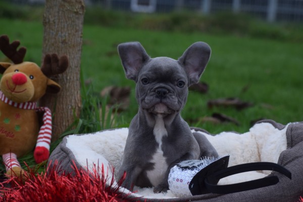 Franse bulldog (reu) 30434