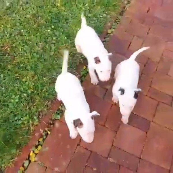 Bull terrier miniature nestje 