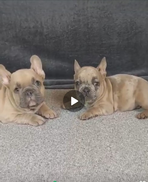 Franse buldog nestje 