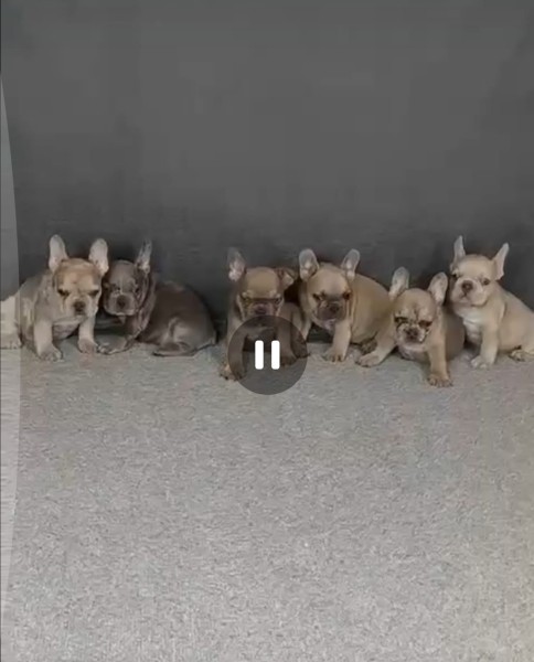 Franse buldog nestje 