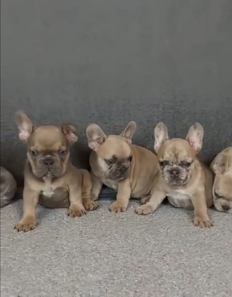 Franse buldog nestje 