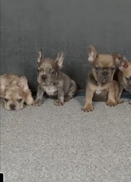 Franse buldog nestje 