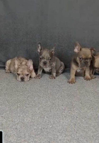 Franse buldog nestje 