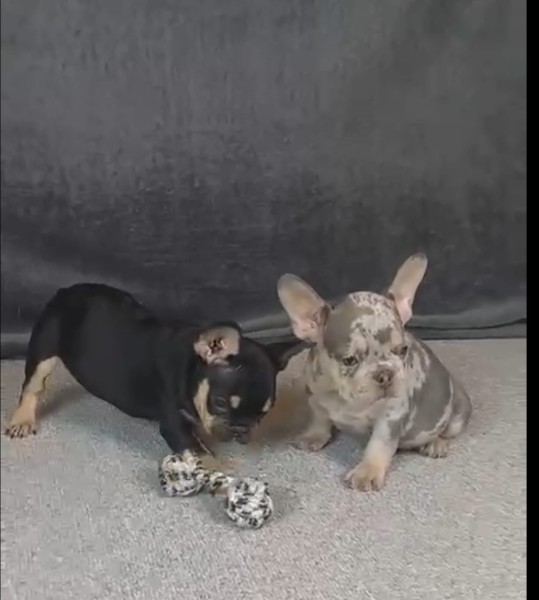 Franse buldog nestje 