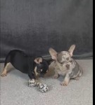 Franse buldog nestje 