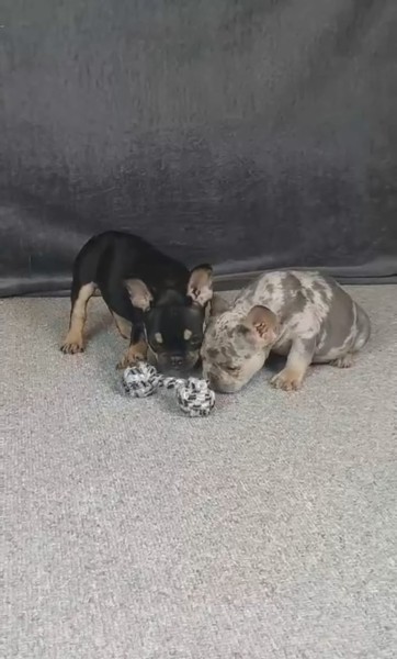 Franse buldog nestje 