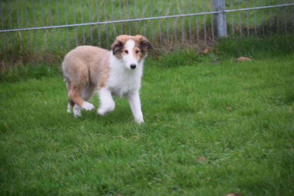 Collie (reu) 30687