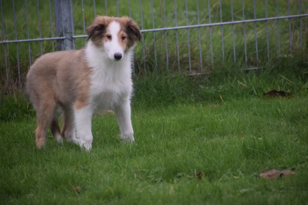 Collie (reu) 30687