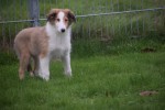 Collie (reu) 30687