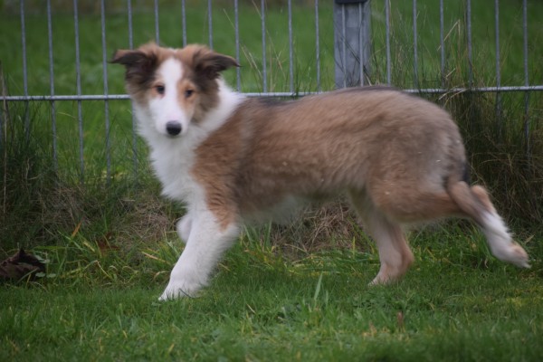Collie (reu) 30687