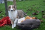 Collie (reu) 30685