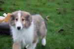 Collie (reu) 30685