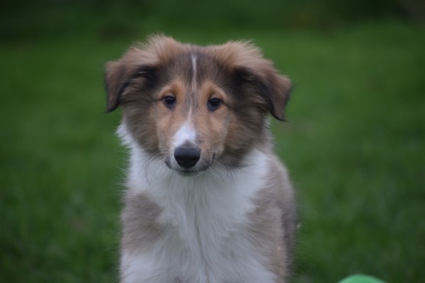 Collie (reu) 30690