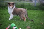 Collie (reu) 30686