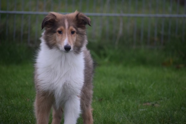 Collie (reu) 30686