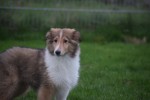 Collie (reu) 30686