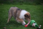Collie (reu) 30686
