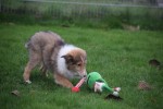 Collie (reu) 30686