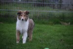 Collie (reu) 30686