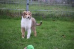 Collie (reu) 30686