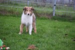 Collie (reu) 30686