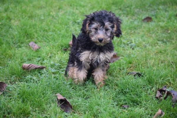 Caniche (teef) 32191