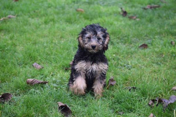 Caniche (teef) 32191