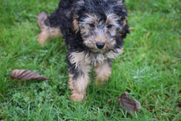 Caniche (teef) 32191