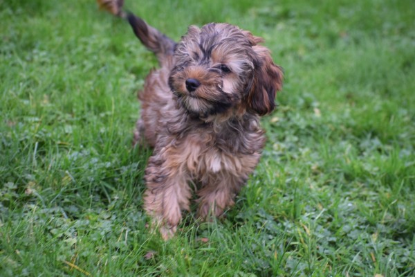 Maltipoo (teef) 32182