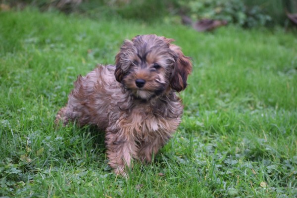 Maltipoo (teef) 32182