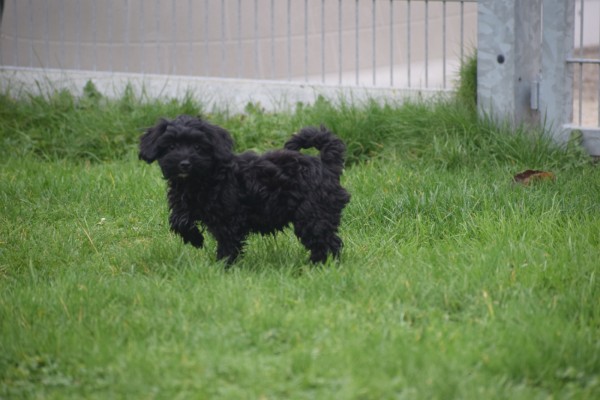 Maltipoo (teef) 32164