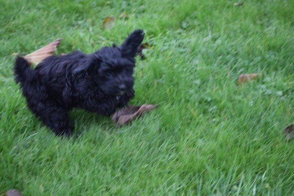 Maltipoo (teef) 32164