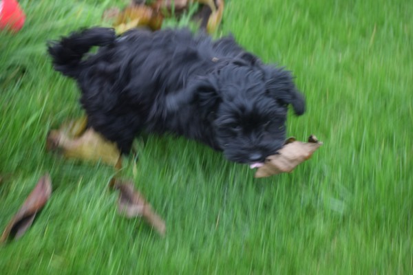 Maltipoo (teef) 32164