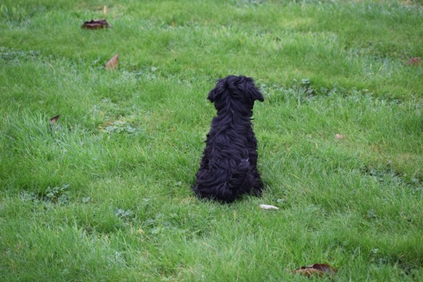 Maltipoo (teef) 32164