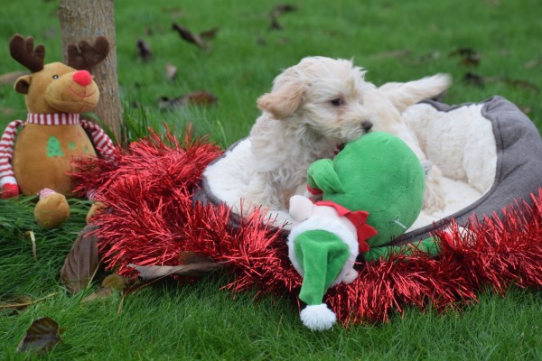 Caniche (teef) 32190