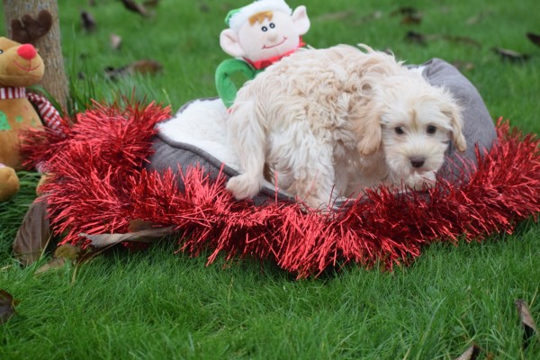 Caniche (teef) 32190