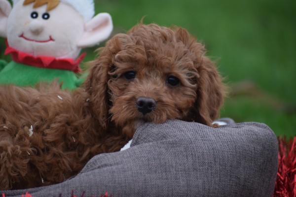 Cavapoo (reu) 33553