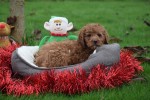 Cavapoo (reu) 33553