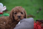 Cavapoo (reu) 33553