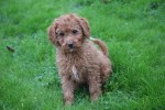 Cavapoo (reu) 33553